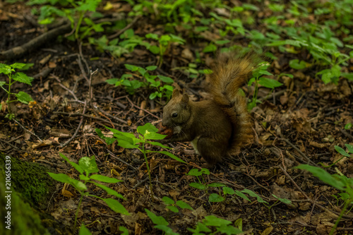 squirrel close wildlife animal portrait  concept eat a nut in green summer forest nature environment