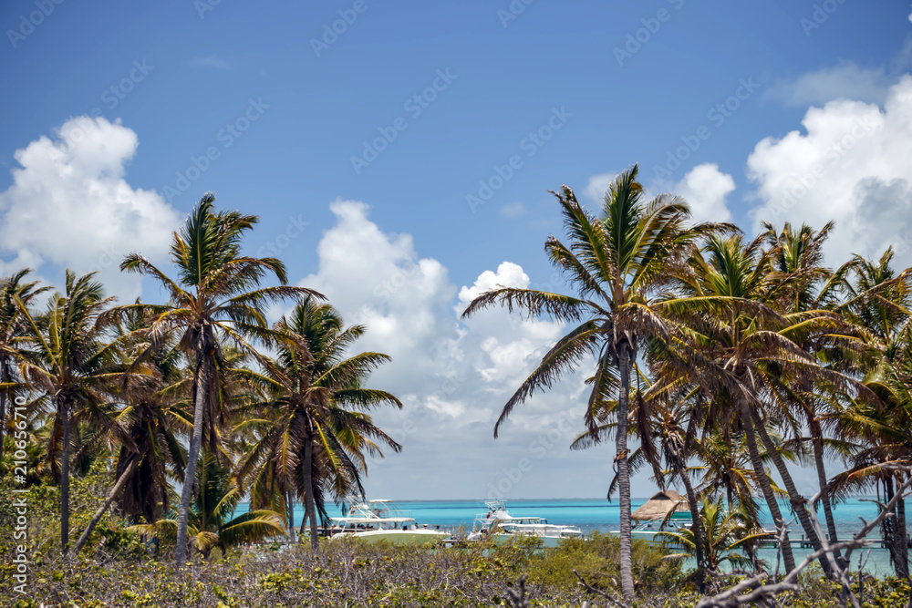 Paradise Island of Contoy. View of a pleasure yacht through the palm trees.