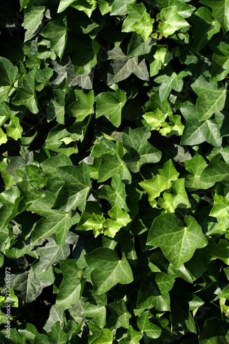 Green ivy covered wall