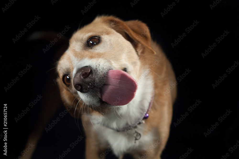 Wunschmotiv: Hund streckt die Zunge raus #210657124