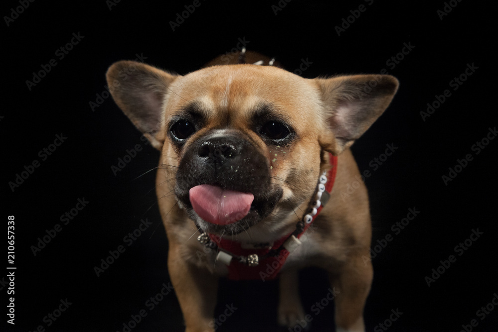 Hund streckt die Zunge raus