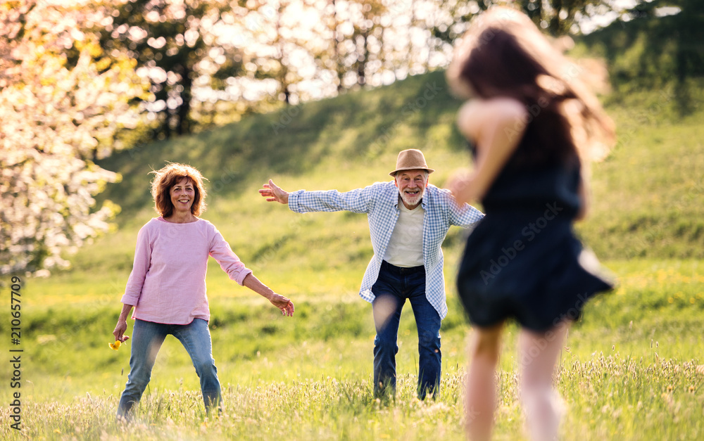 Fototapeta premium A small girl with grandparents running outside in spring nature.