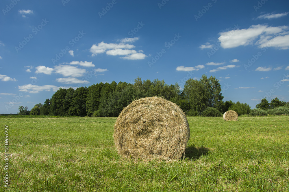 Coils of hay in the green meadow Coils of hay in the green meadow