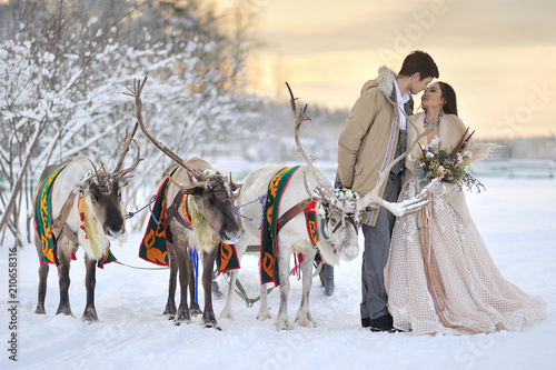 Winter wedding European bridegroom and Asian bride with a harness of reindeer photo