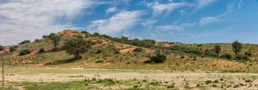Kalahari green landscape, South Africa