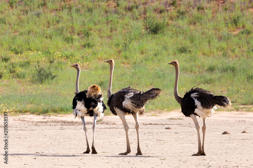 Ostrich, in Kalahari,South Africa wildlife safari