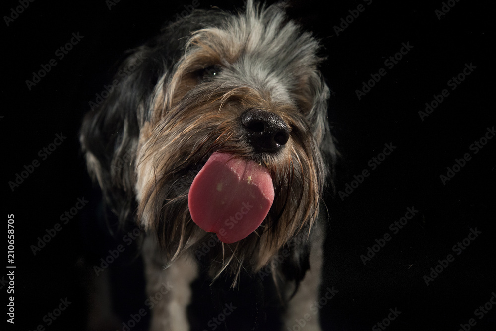 Hund Streckt Die Ganze Zeit Zunge Raus Hund streckt die Zunge raus Stock Photo | Adobe Stock