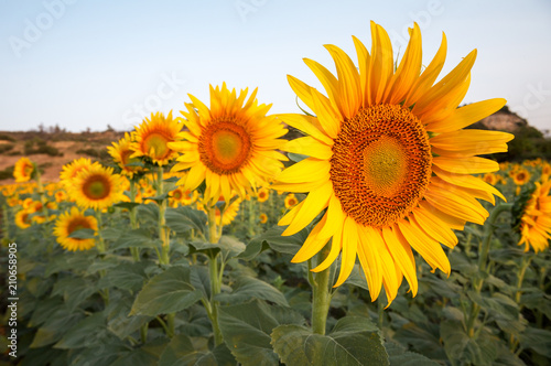 Sunflower