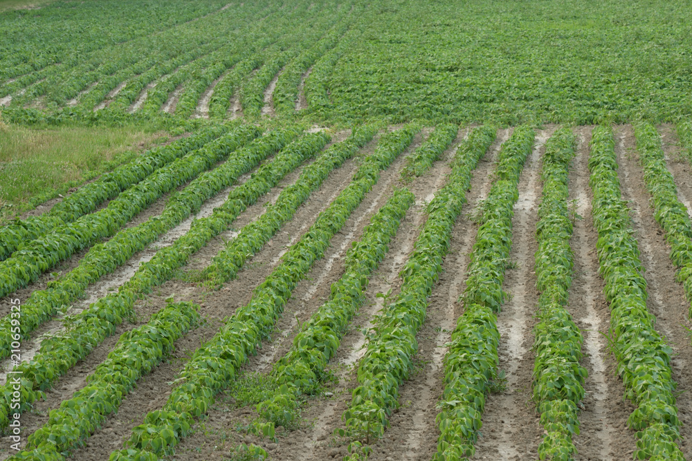 green beans field
