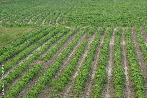 green beans field 