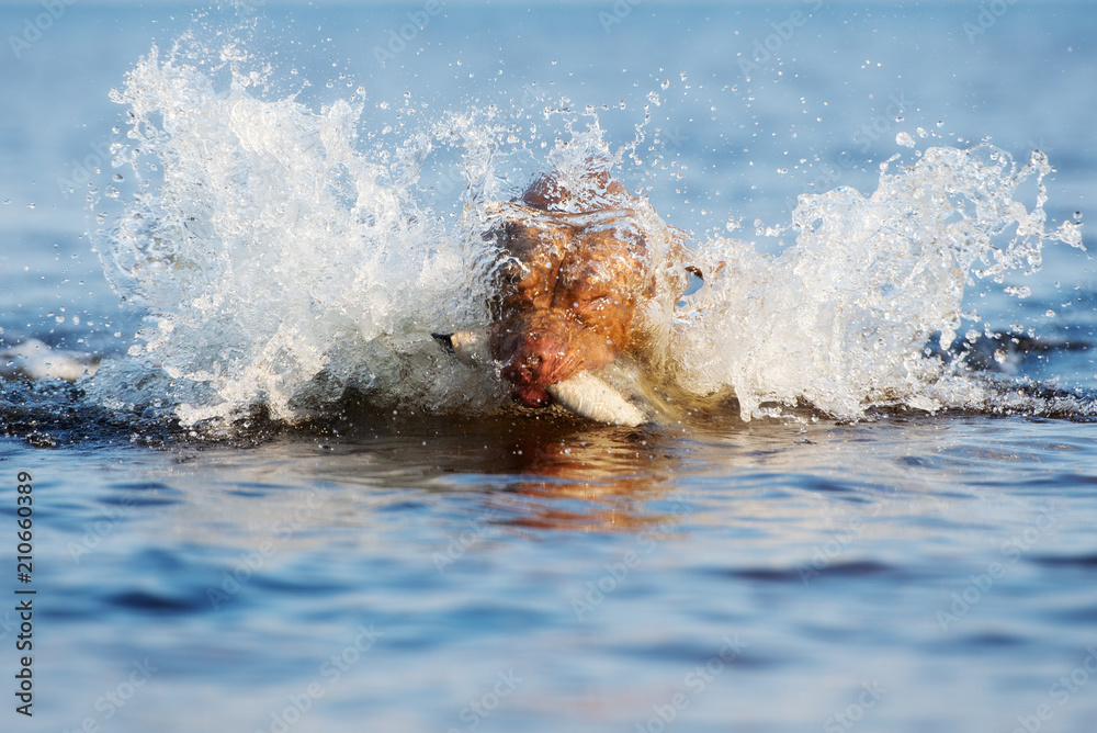 american pit bull terrier diving in water