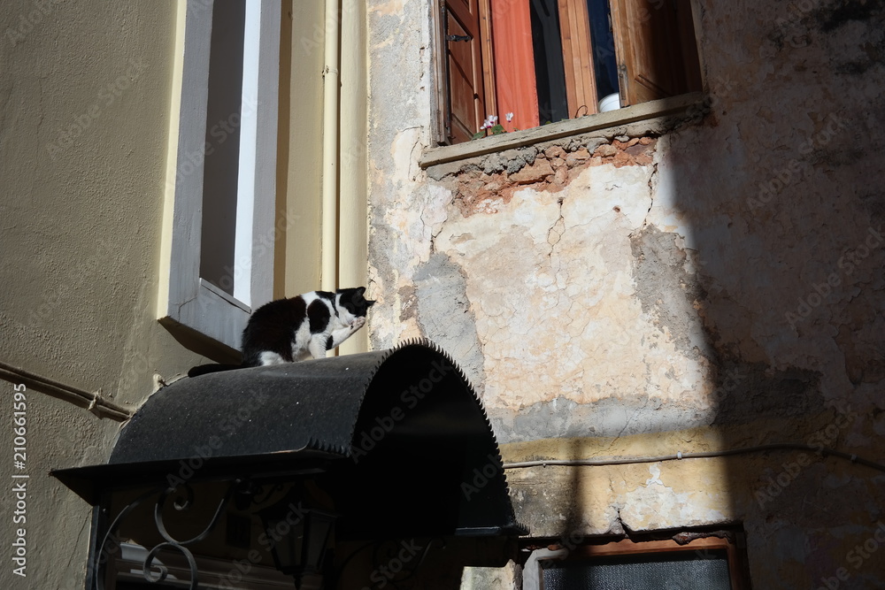 Cat liking his own paw in an old town center