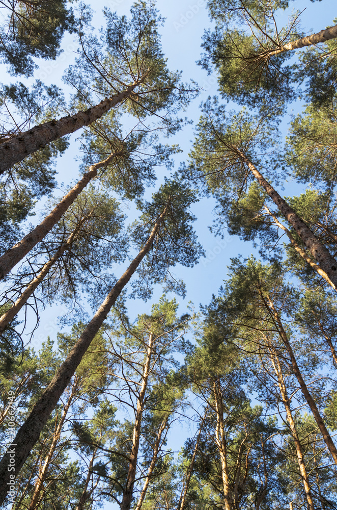 Fototapeta premium A view from bottom of tall coniferous trees in the park; Looking up in pine forest treetops on sunny day; Wide angle background