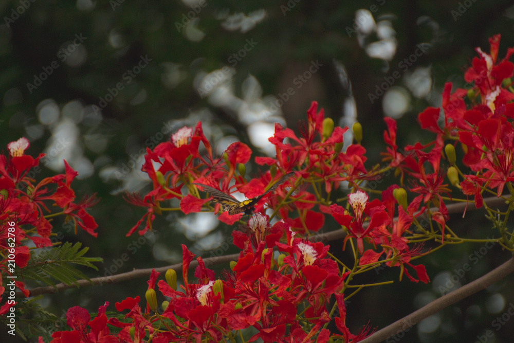 Peacock flowers ,Delonix regia in blossom Peacock flowers ,Delonix regia in blossom