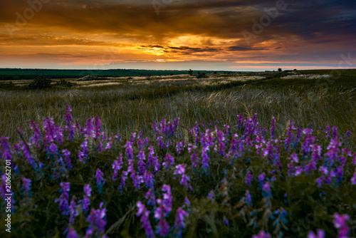 beautiful sunset is in the field, wild flowers and grass, sunlight and dark clouds