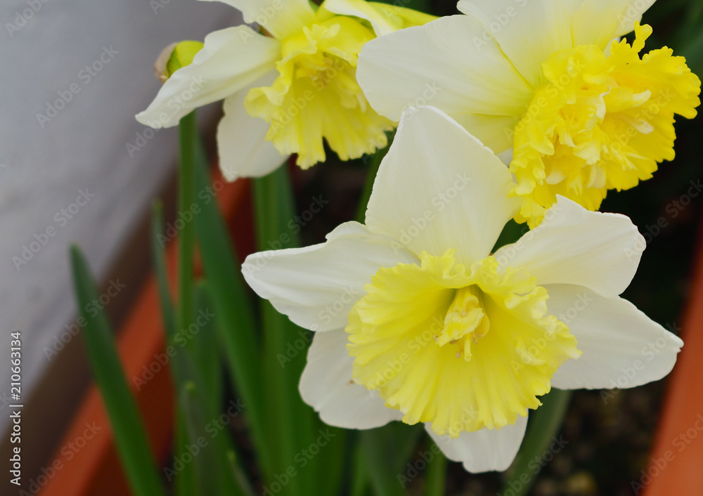 Obraz premium Flores amarilla y blanca