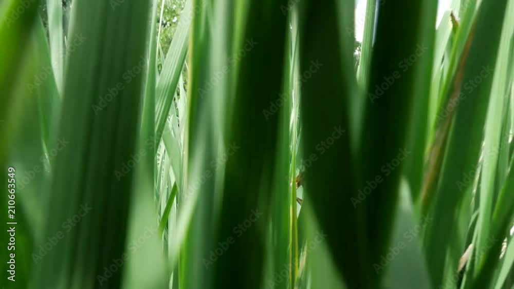 Pass through the green vegetation of the tall grass. Pass through the green vegetation of the tall grass.