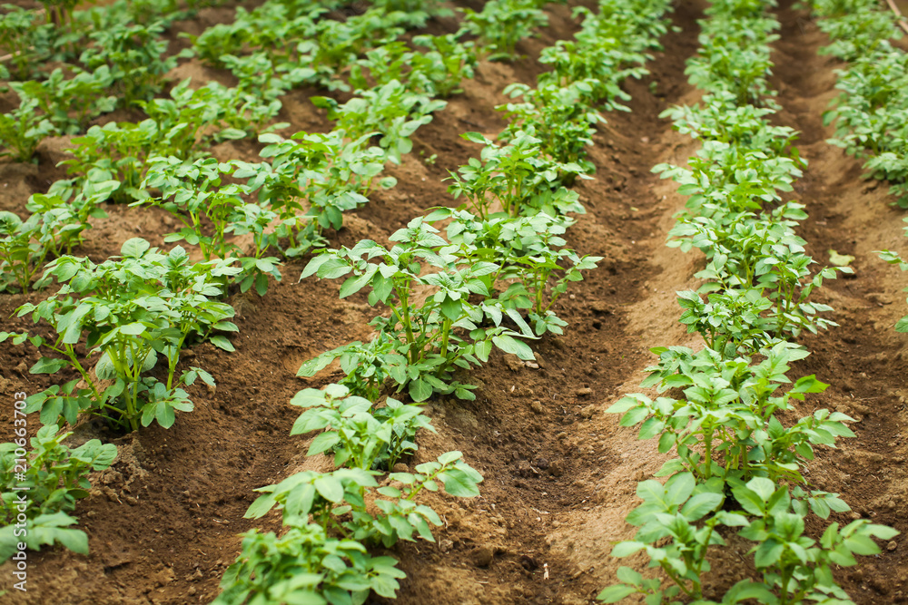 close up Rows of growth green potato at early summer in selective focus close up Rows of growth green potato at early summer in selective focus