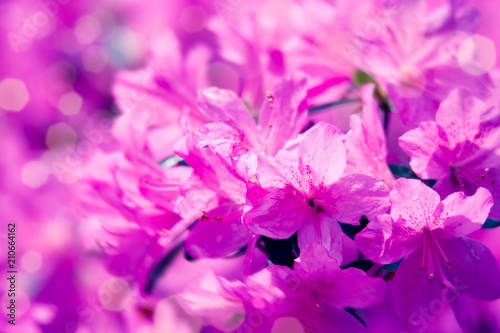 Artistic natural background with beautiful pink flowers. Fantastic nature background.