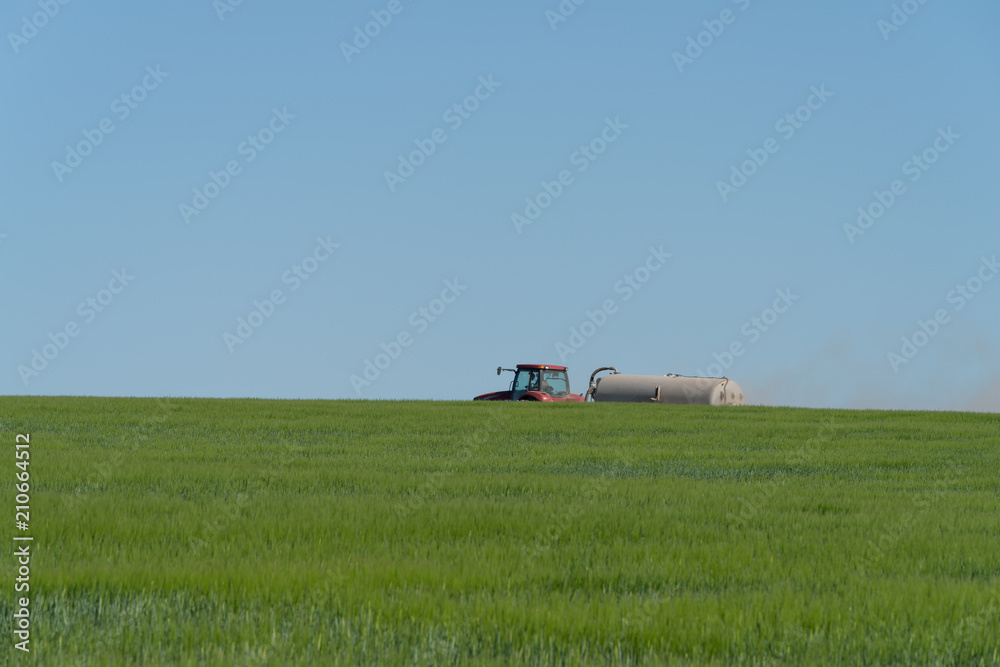 Farmer spraying pesticides in green wheat field Farmer spraying pesticides in green wheat field
