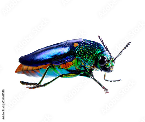 beetle with colored armor isolated on white background