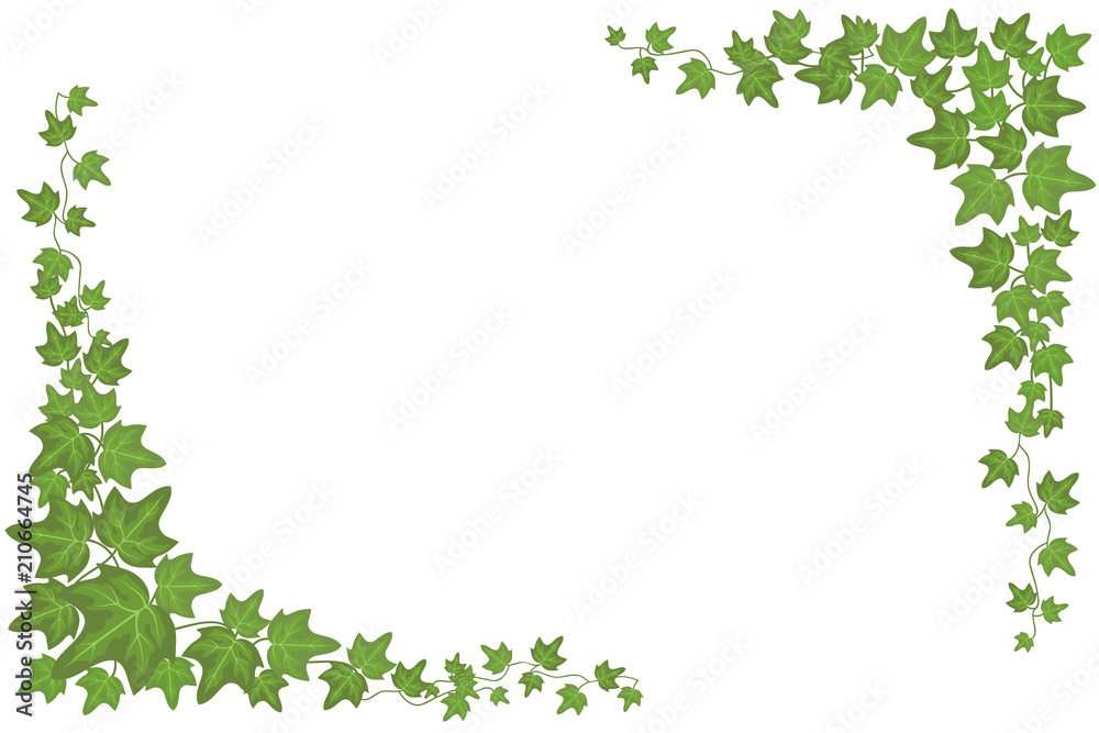 Decorative green ivy wall climbing plant vector frame - obrazy, fototapety, plakaty 