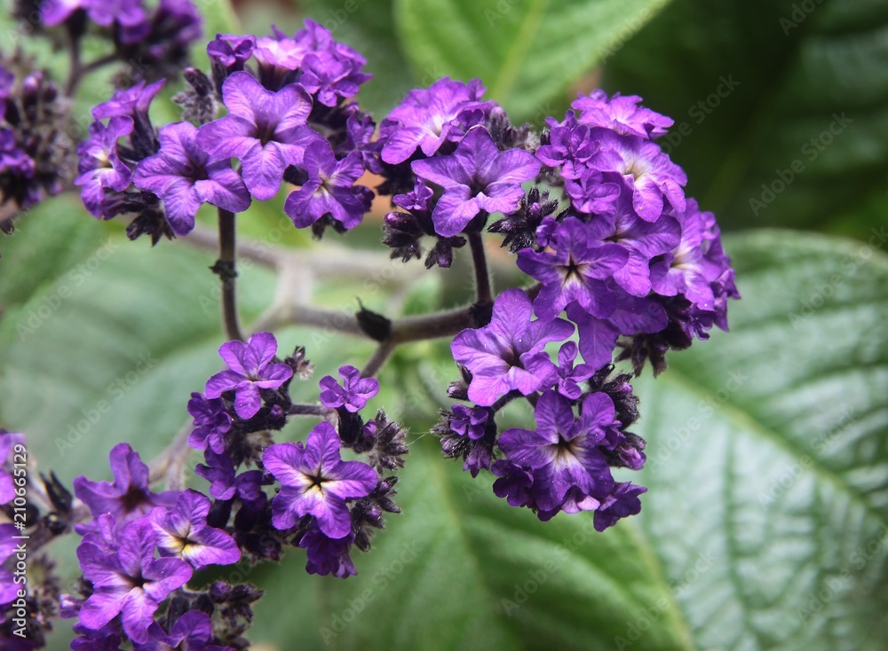 purple flowers of heliotropum plant in a garden purple flowers of heliotropum plant in a garden