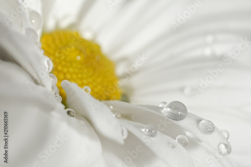 Chamomile macro