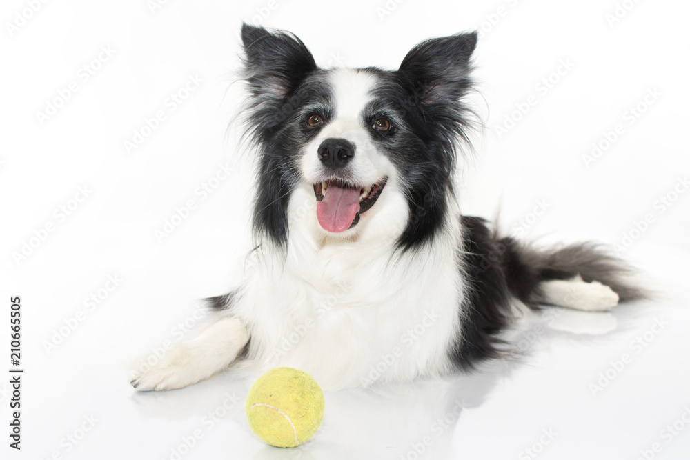CUTE BORDER COLLIE SITTING WITH ITS TENNIS BALL ISOLATED ON WHITE BACKGROUND