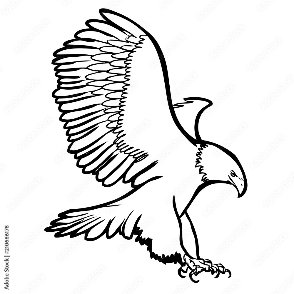 freehand sketch illustration of eagle, hawk bird Stock Vector | Adobe Stock