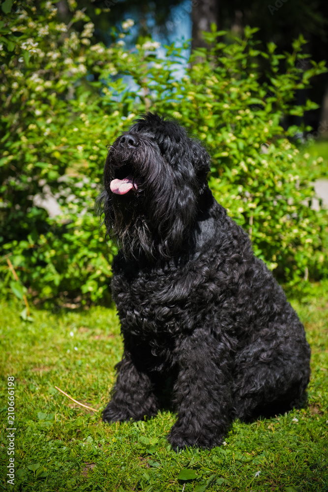 Big adult Russian Black Terrier dog