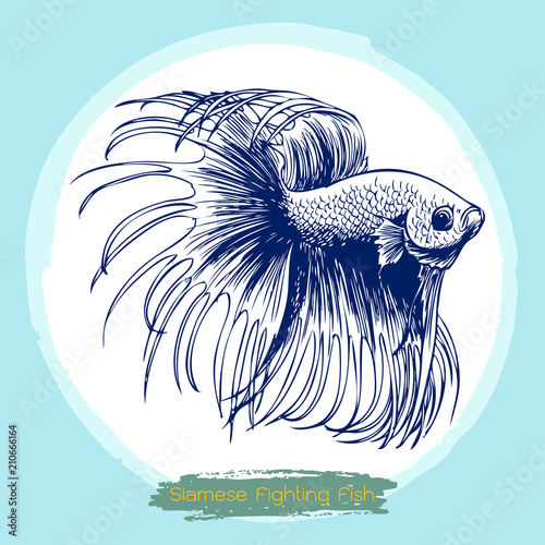 illustration of Betta splendens, Siamese fighting fish