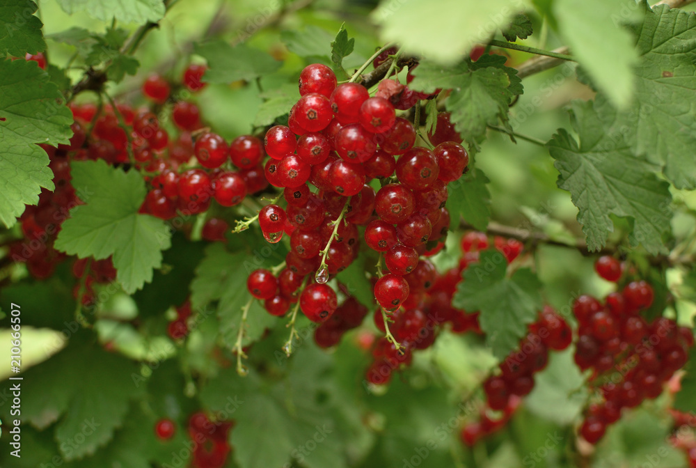 Closeup of ripe redcurrant on the branch. selective focus. Closeup of ripe redcurrant on the branch. selective focus.