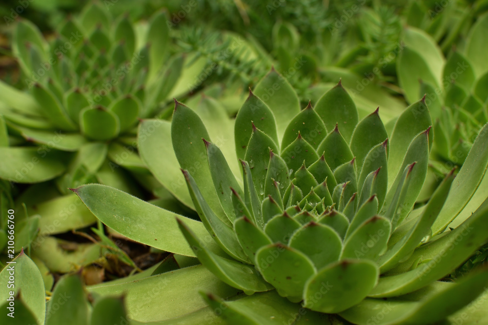 Closeup of big Sempervivum tectorum (common houseleek). Green succulent background.