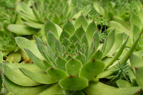 Closeup of big Sempervivum tectorum  common houseleek . Green succulent background.