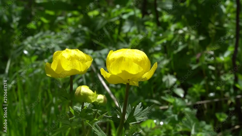 yellow globe-flower close-up on a summer day. yellow globe-flower close-up on a summer day.
