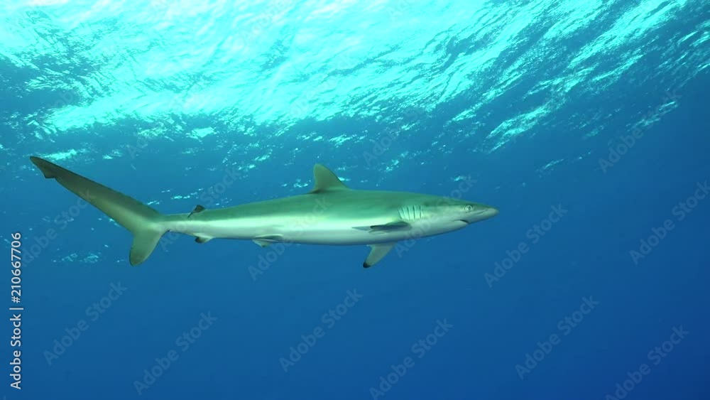 Silky shark swims in the blue ocean. Underwater shot - Red Sea, Sudan Silky shark swims in the blue ocean. Underwater shot - Red Sea, Sudan