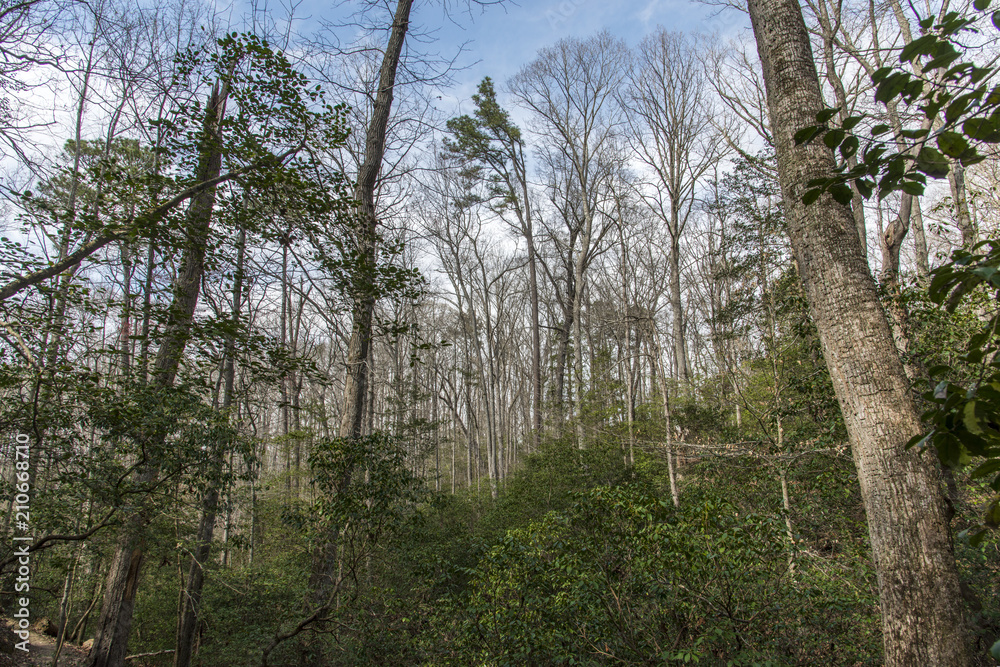 Obraz premium Trees in a forest