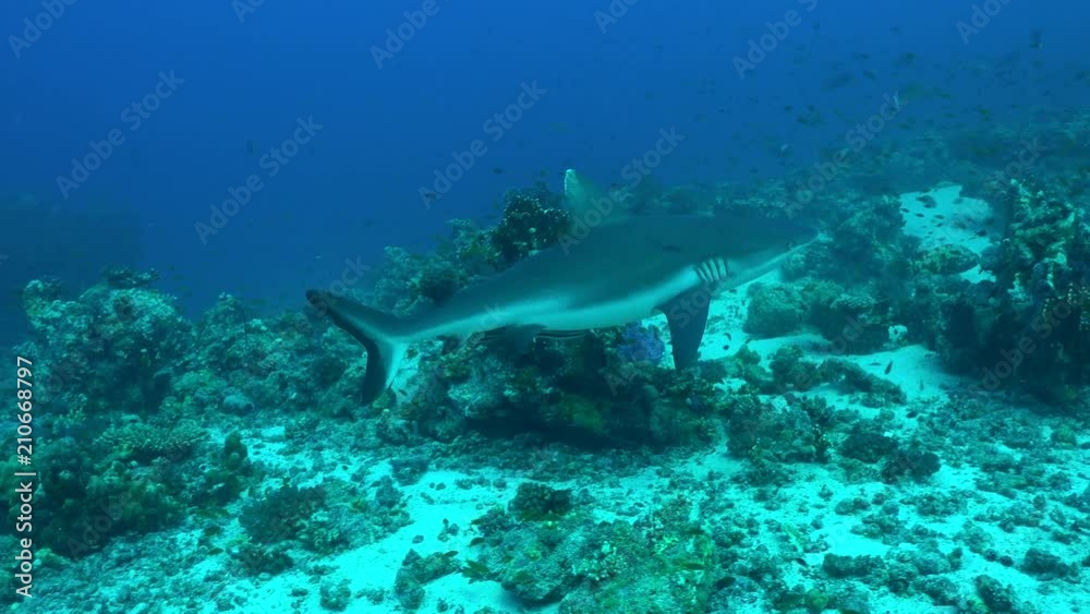 Gray reef shark swims over the coral reef - Red Sea, Sudan Gray reef shark swims over the coral reef - Red Sea, Sudan