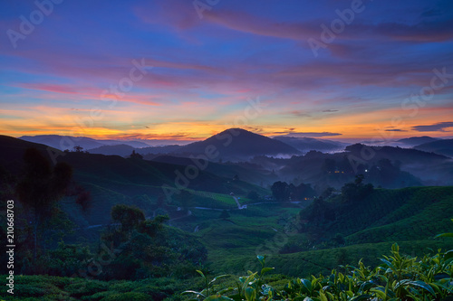 sunrise in Cameron Highlands tea plantation 