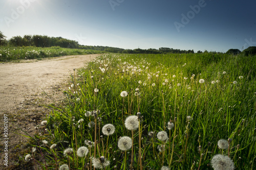 Dandelion field,blue sky and sunlight. photo