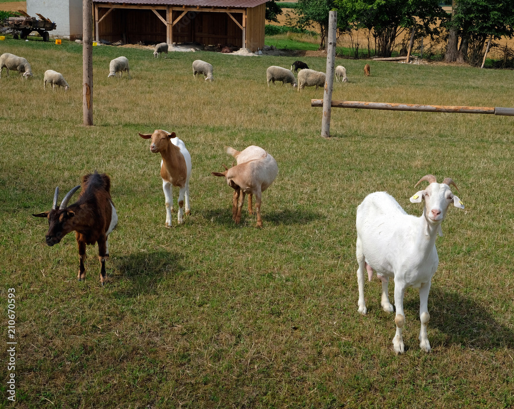Obraz premium Ziegengruppe