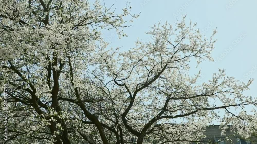 panorama left on white blossom trees in springtime panorama left on white blossom trees in springtime