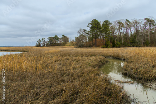Swamp emptying into the York river © studiodr