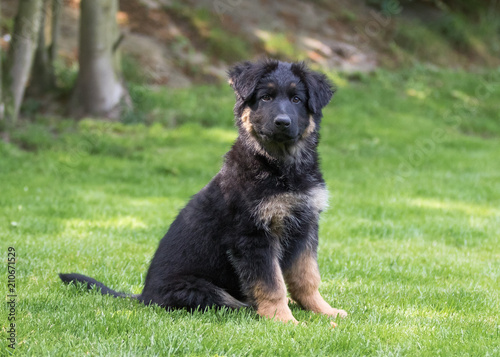 German shepherd puppy dog