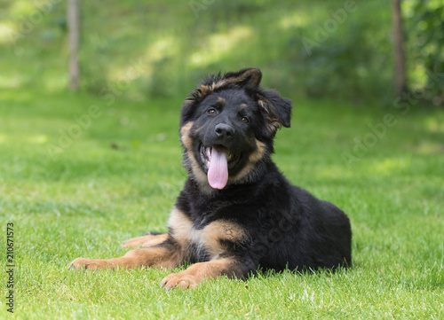German shepherd puppy dog © bina01