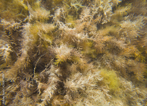 photo of seaweed underwater bottom of sea
