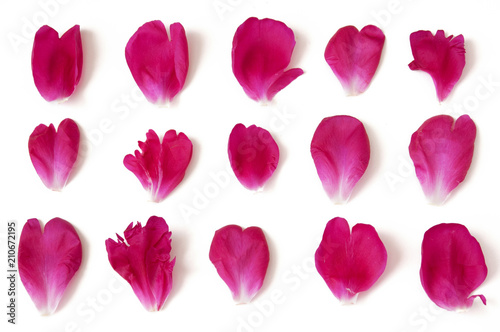 peony petals isolated on white background, peony collection