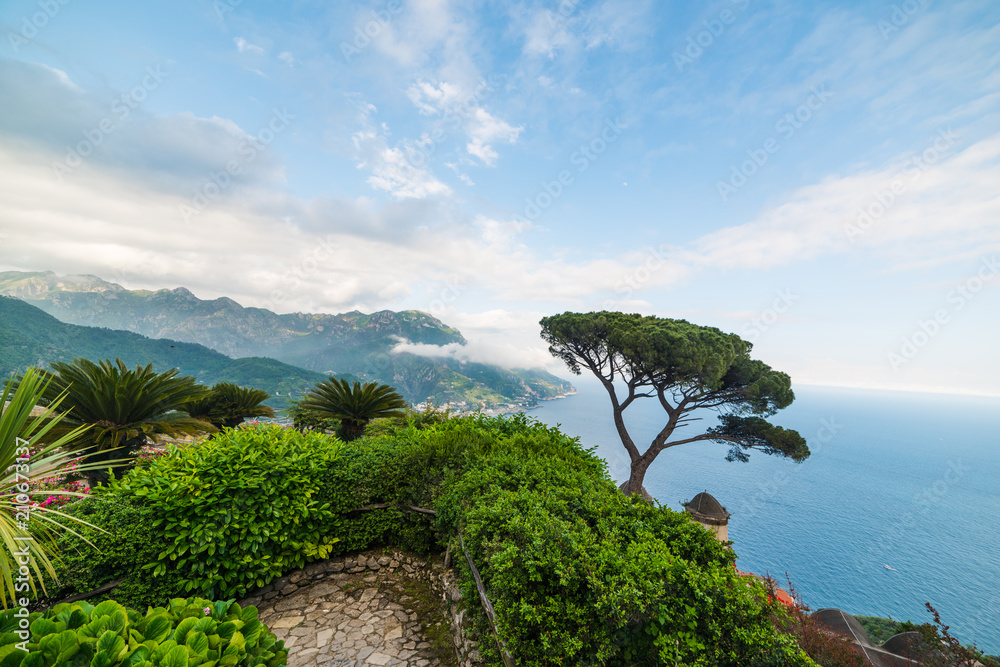 Fototapeta premium Pine tree in Ravello colorful coast