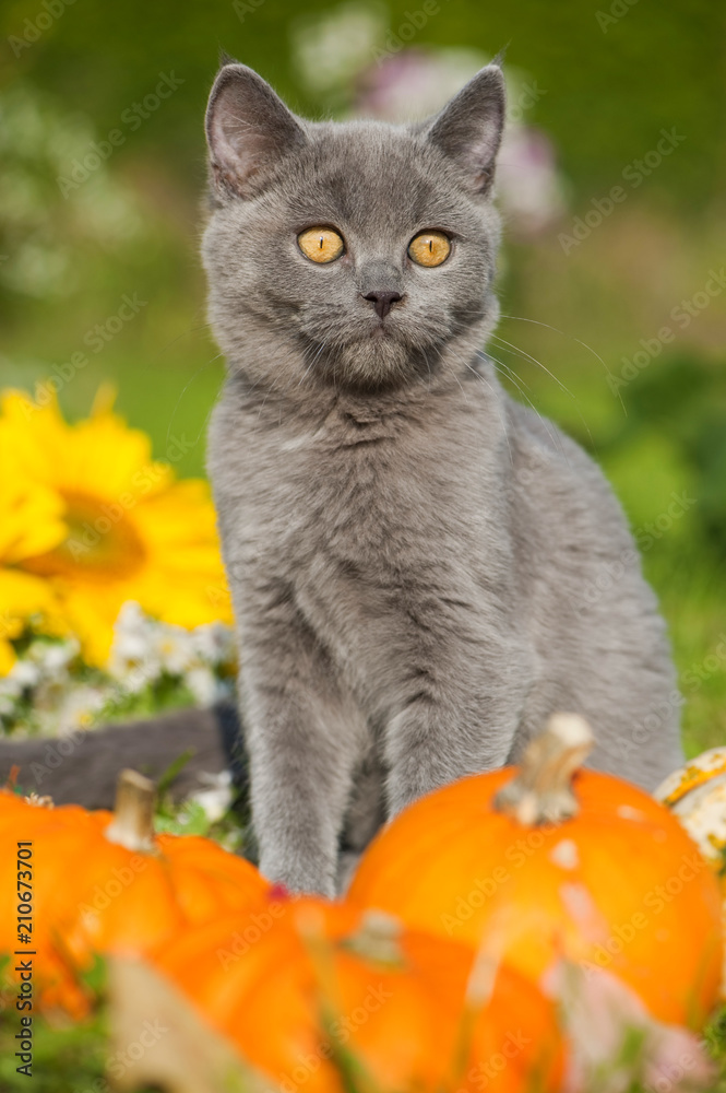 Fototapeta premium Junge Britisch Kurzhaar Katze mit Herbstdekoration im Garten